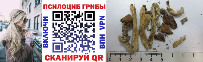что такое   Димитровград  Галлюциногенные грибы Magic Shrooms 